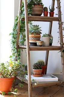 display indoor plants