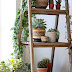 How-to-display-indoor-plants 