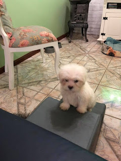 escadas para cães lhasa apso