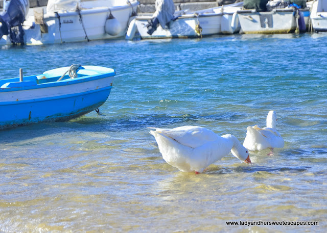 Birds in Mykonos harbour