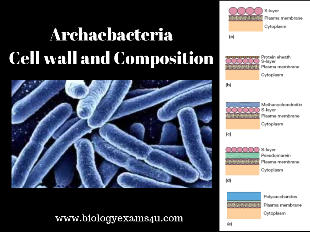 Archaebacteria Cell wall Structure and Composition