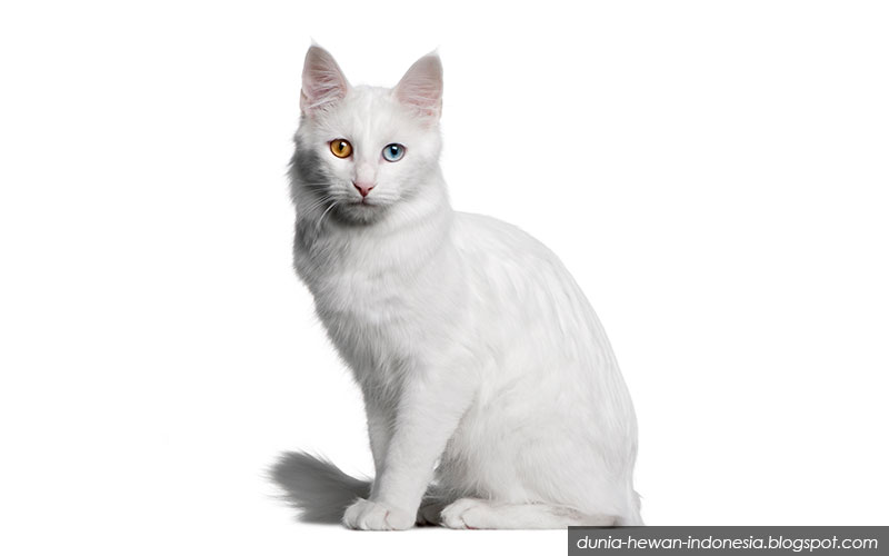 ras kucing populer