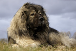 Caucasian shepherd dog similar breeds cool