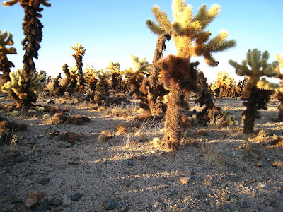 Cholla Gardens at sunset in Joshua Tree National Park California