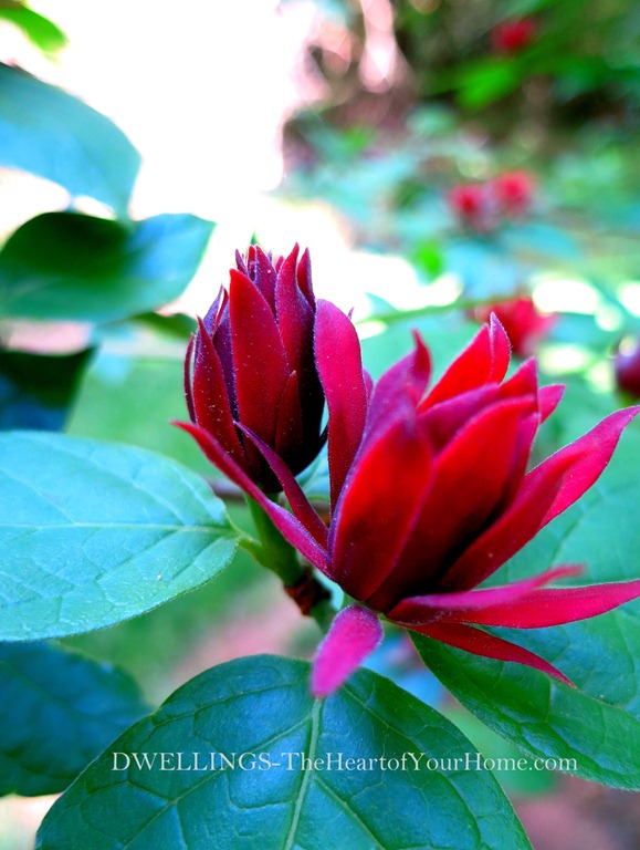 Sweet Shrub