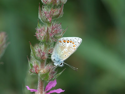 Common blue butterfly roosting on purple loosestrife