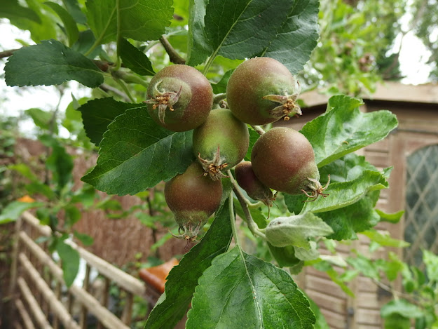 Lots of apples on one fruiting spur