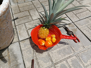 Red colander with homegrown pineapple and orange bell peppers in it.