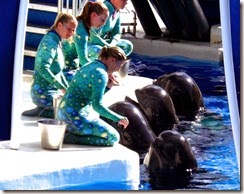 Pilot whales