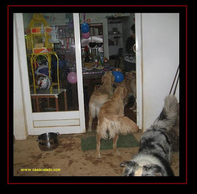 Golden Retriever Dog Party