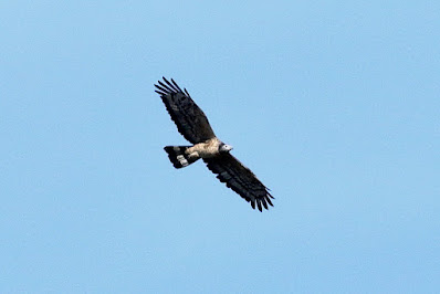 "A raptor with unusual plumage is the Oriental Honey-buzzard (Pernis ptilorhynchus). Adults have a combination of brown and rufous colours, whilst youngsters are more mottled. Soaring over the air, with big wings and a hooked beak."