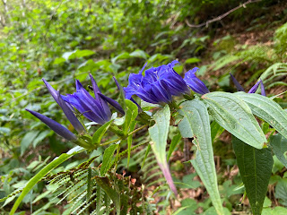 [Gentianaceae] Gentiana asclepiadea – Willow Gentian (Genzian di Esculapio)