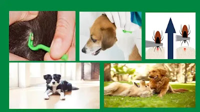 الطبيب البيطري - رعاية الكلاب - صحة الكلاب - كلاب - كلب