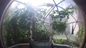 Aquaponic Strawberry Towers