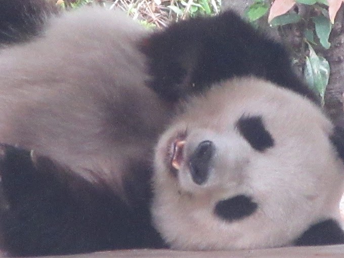 【返還間近】王子動物園の抽選に当選したので、人気パンダ「タンタン」に会ってきたよ！