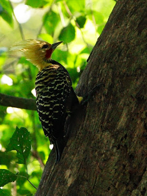 Carpintero cabeza amarilla Celeus flavescens