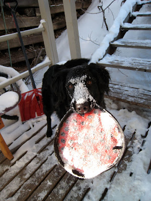 Hugo a black lab border collie mix stands on the porch with the middle of his face covered in white snow while holding his red frisbee also covered in fresh snow.