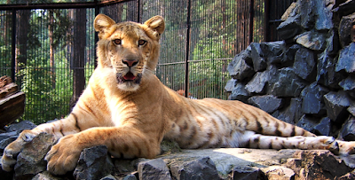 Liger hybrid animal