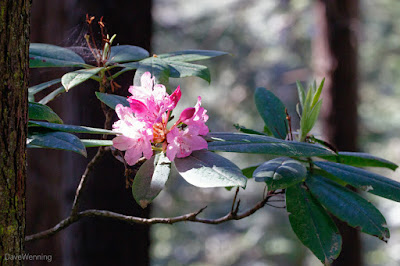 Pacific Rhododendron