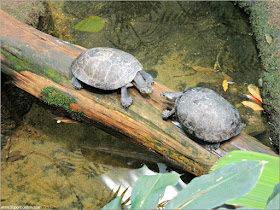  Selva Tropical del Biodôme: Tortuga de Cabeza Amarilla