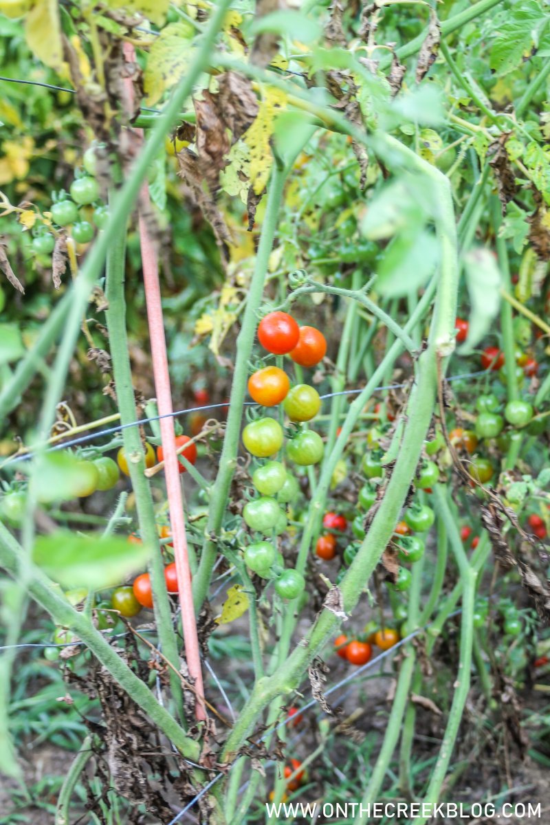 Tomatoes in the garden | On The Creek Blog