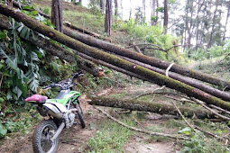 Puting Beliung Tumbangkan Hutan Pinus Selogiri Karanggayam Kebumen