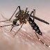 Detectaron casos autóctonos de dengue en General Arenales