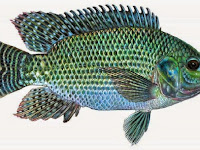 Ikan Mujair