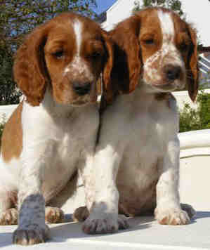 Dog Pictures Online: Welsh Springer Spaniel Dog Breed I