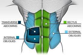 6 pack anatomy