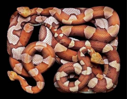 amazing pictures of snakes