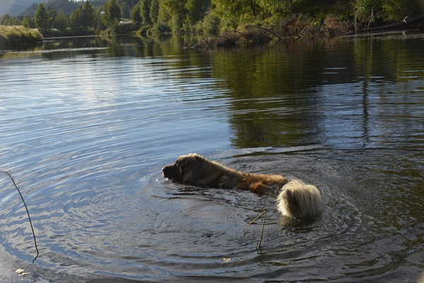 leonberger