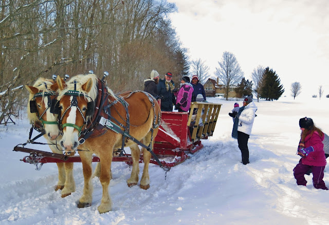 Belgian Draft horses pulling a sleigh at Riverbend Acres Farm in South Western Ontario Canada