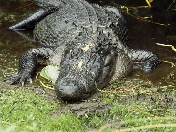Alligator | Animal Wildlife
