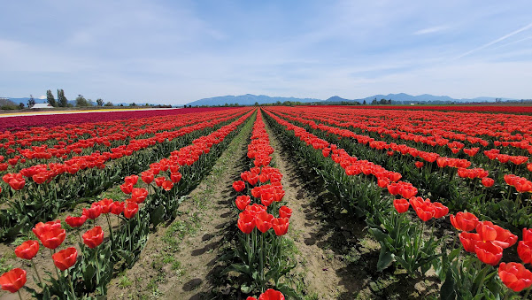 colorful fields of Tulip in Skagit County