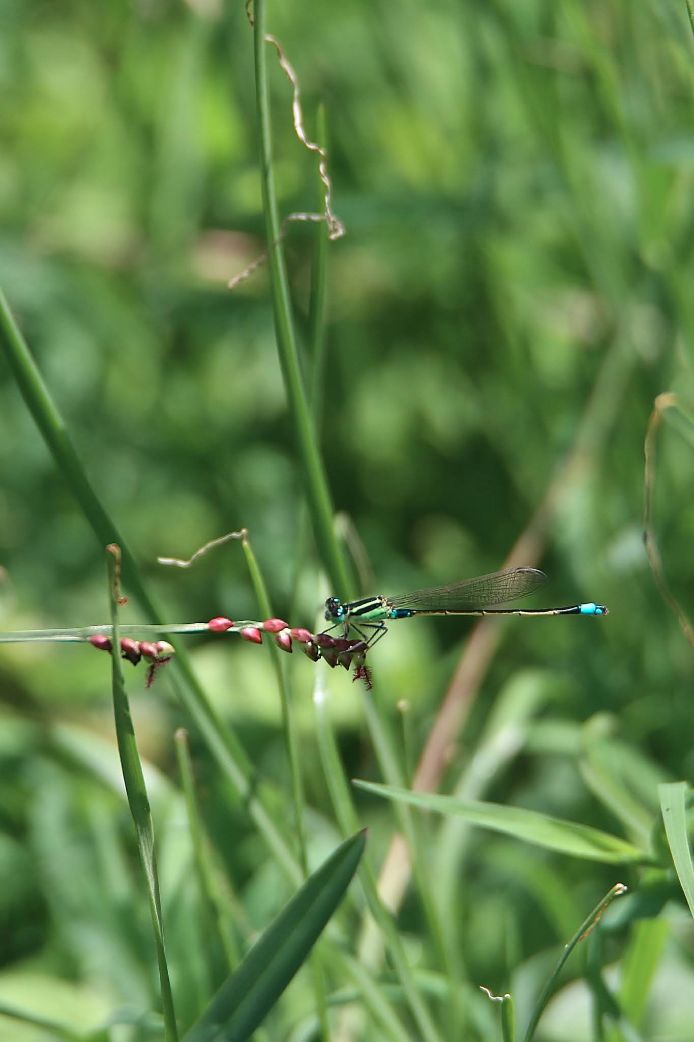 Blue-tailed damselfly, dragonfly high resolution free