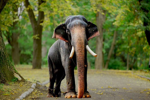 Kerala elephants HD images