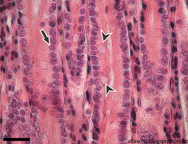 Corte de intestino delgado (jejuno-íleo) - Tecido epitelial de revestimento simples prismático com borda estriada e células caliciformes