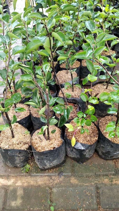 bibit buah pir hijau cepat tumbuh jawa timur Palembang