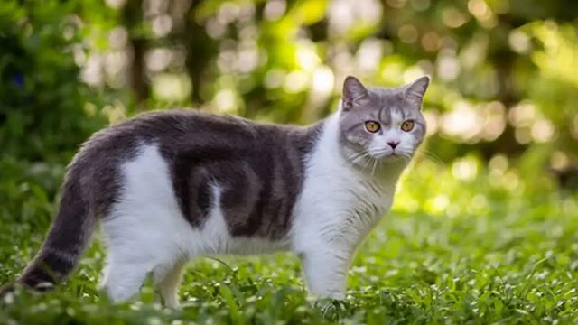 30 Facts About Cats