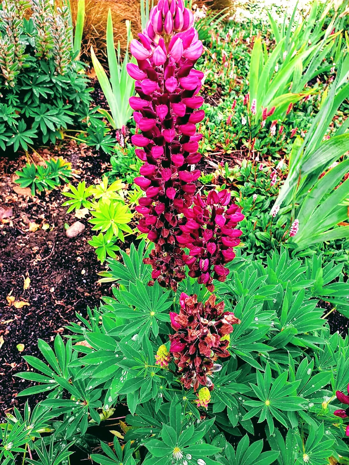 flowers with rain drops