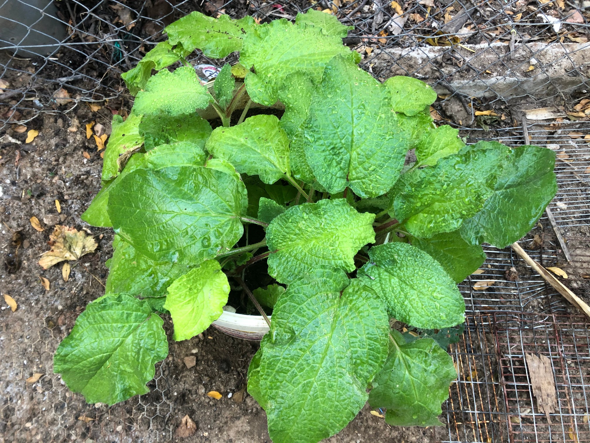 A little preparation will ensure better results for growing borage in pots or in containers. The ideal soil for this herb is loose and moist, but well-draining.