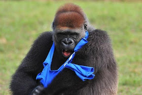funny gorilla get dressed in t-shirt, funny gorilla photos, gorilla and t-shirt, gorillas pictures