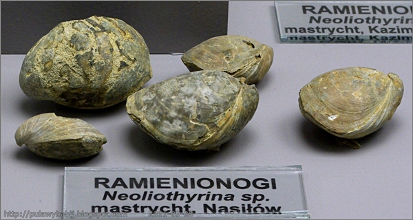 Ramieniorogi - Neoliothyrina