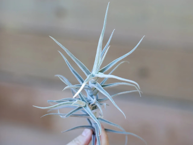Tillandsia paleacea
