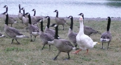 geese in Oak Ridge