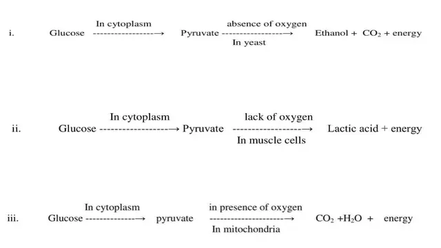 NCERT Solutions of Class10 Science Chapter 6