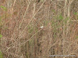 Tufted Titmouse