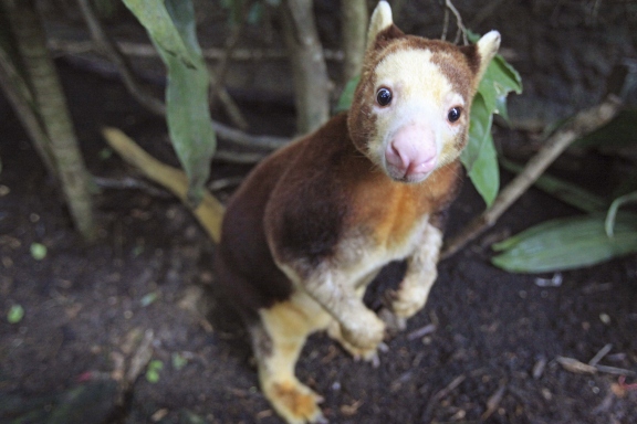 15 cutest endangered animals in the world, matschie's tree kangaroo