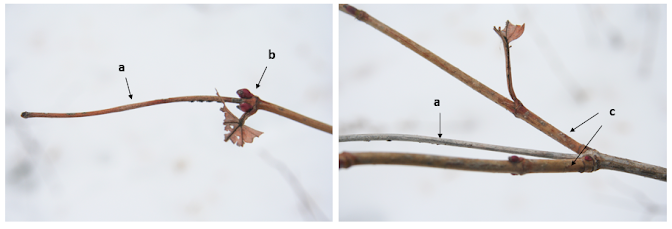 Two photos showing stems of highbush cranberry withered back to the last pair of opposite buds. One photo shows the Y-shaped branching pattern that results from the growth of the lateral buds in spring.